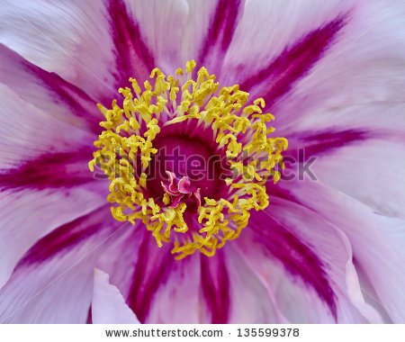 stock-photo-vibrant-pink-peony-flower-closeup-135599378.jpg stock-photo-vibrant-pink-peony-flower-closeup-135599378.jpg