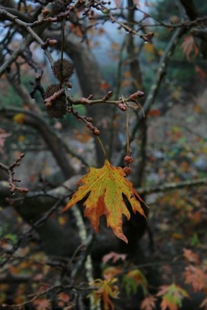 IMG 154rz.jpg