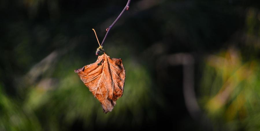 leaf1.jpg
