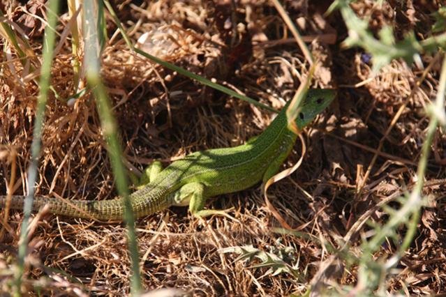 canon 1552011 026_4.jpg