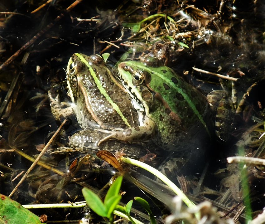frogs.jpg