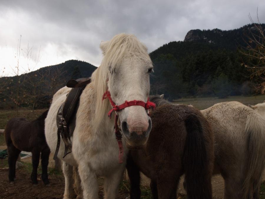 horserw.jpg