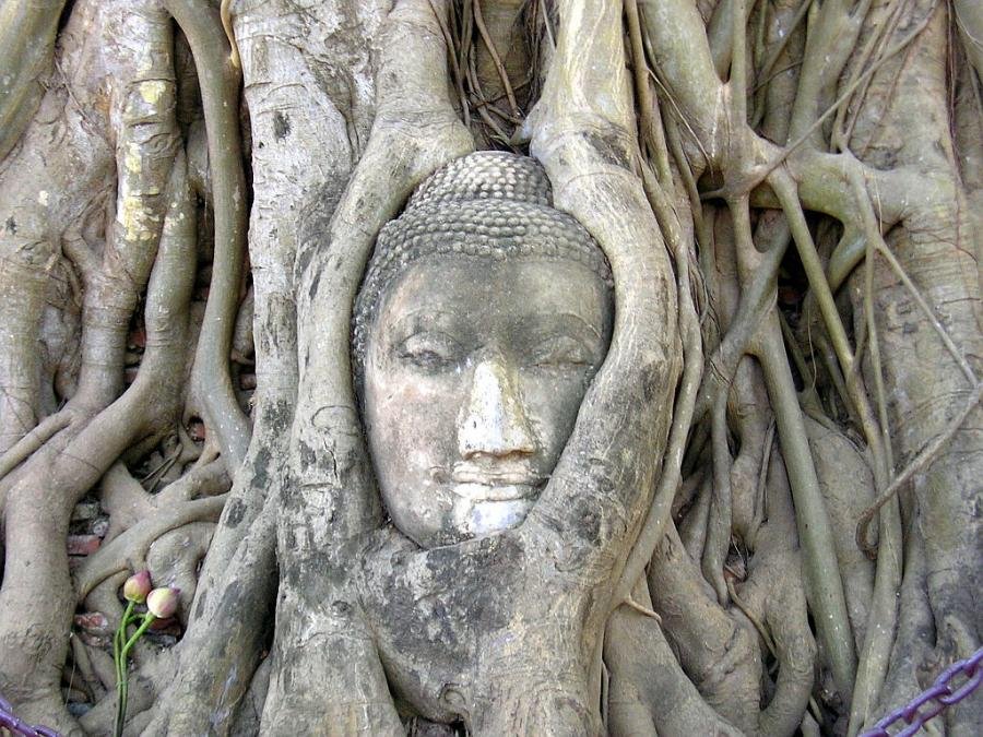 tai buda.jpg