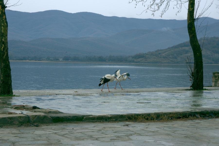 ΚΕΡΚΙΝΗ 3.jpg