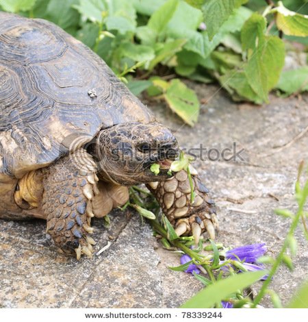 stock-photo-turtle-having-lunch-closeup-78339244.jpg