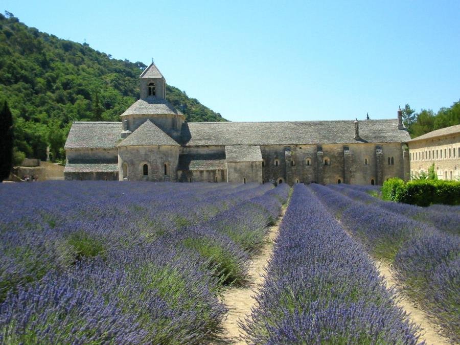senanque-lavande.jpg