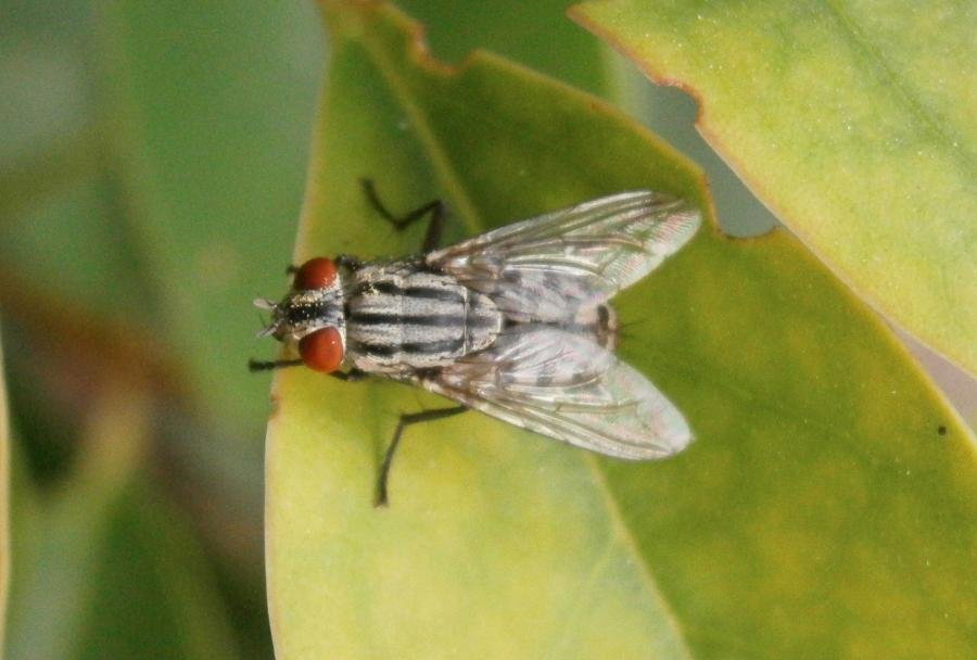 flyonleafMKI.jpg