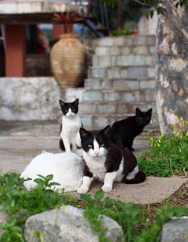 Kardamylh 267 copy.jpg