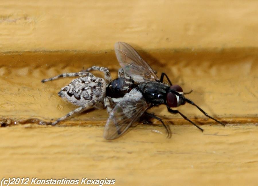 IMG_8775-1.jpg IMG_8775-1.jpg