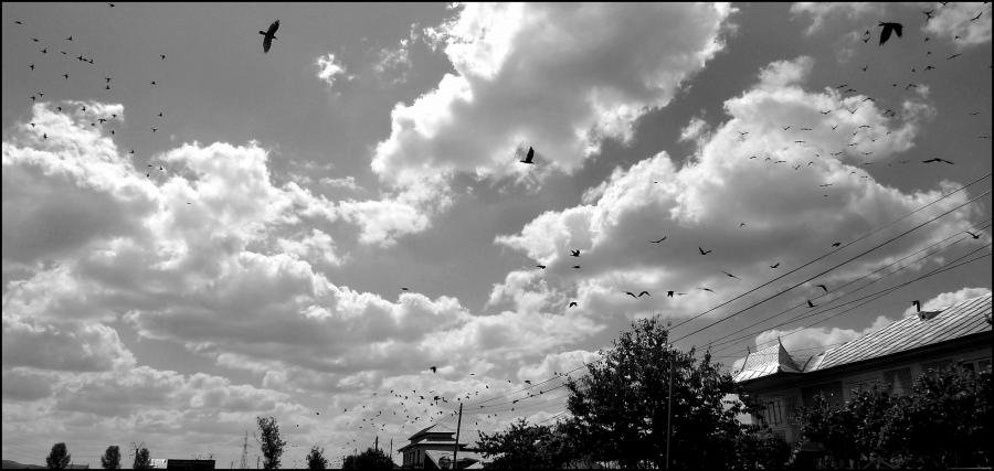 ciorileb&W.jpg