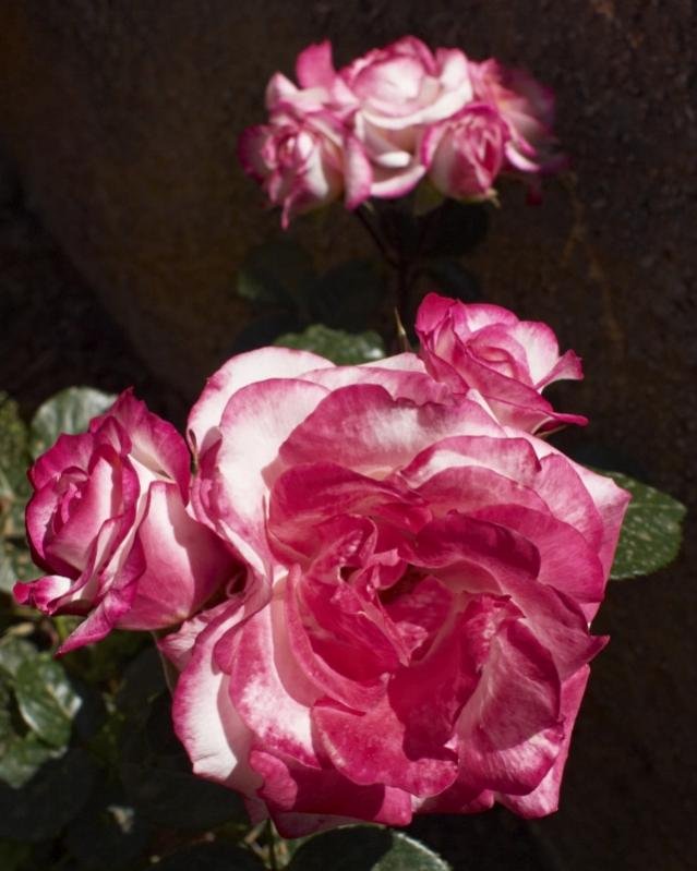 FLOWERS 3 026 res.jpg