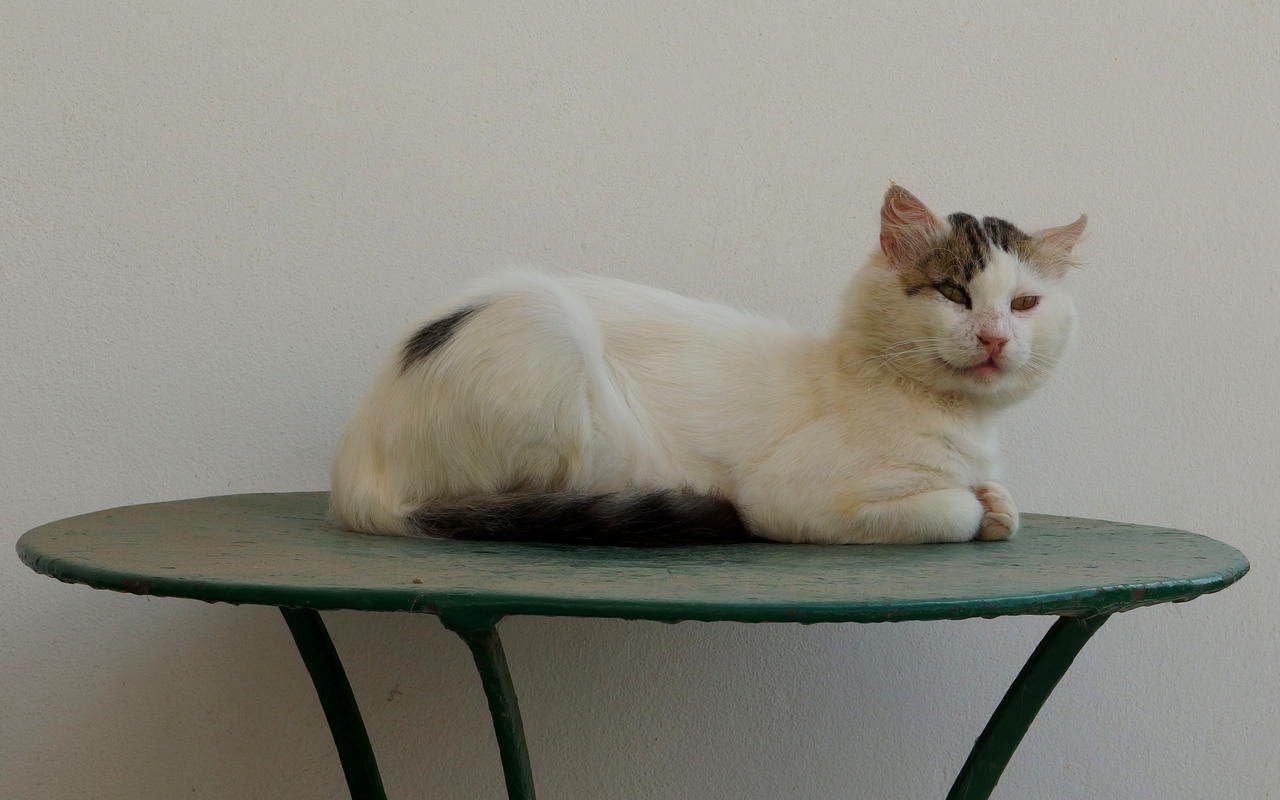 cat5.jpg
