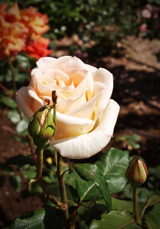 rose.jpg