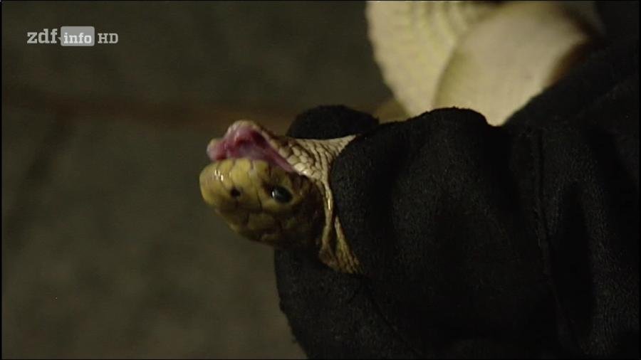 snakes.jpg