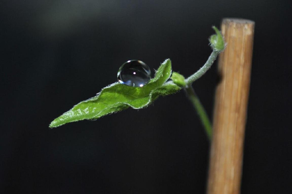 PLANT.jpg