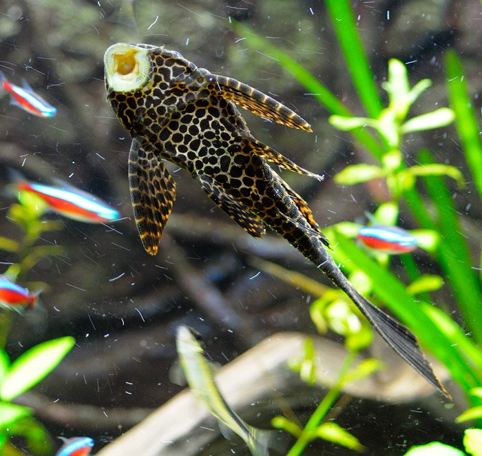 pleco.jpg