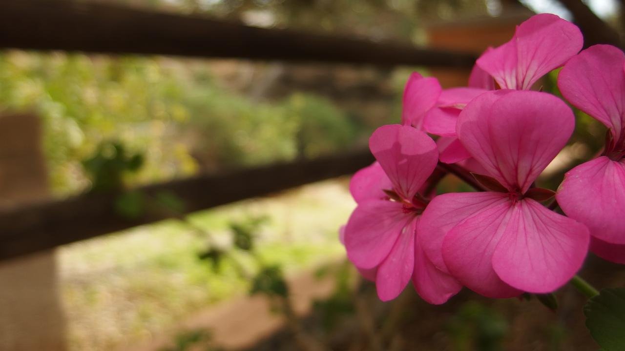 P1060750.jpg