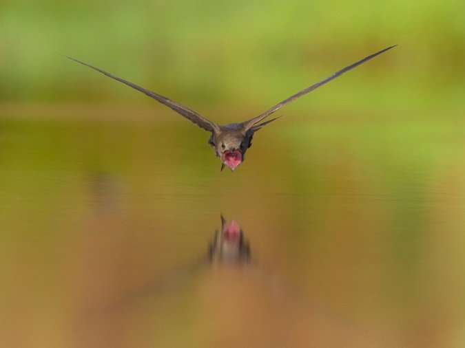 HBW-World-bird-photo-contest-BIGhhsd.jpg HBW-World-bird-photo-contest-BIGhhsd.jpg