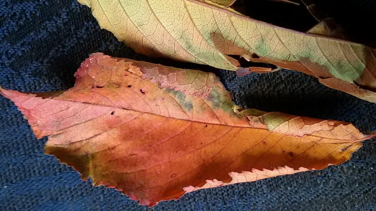 20170828_083427.jpg