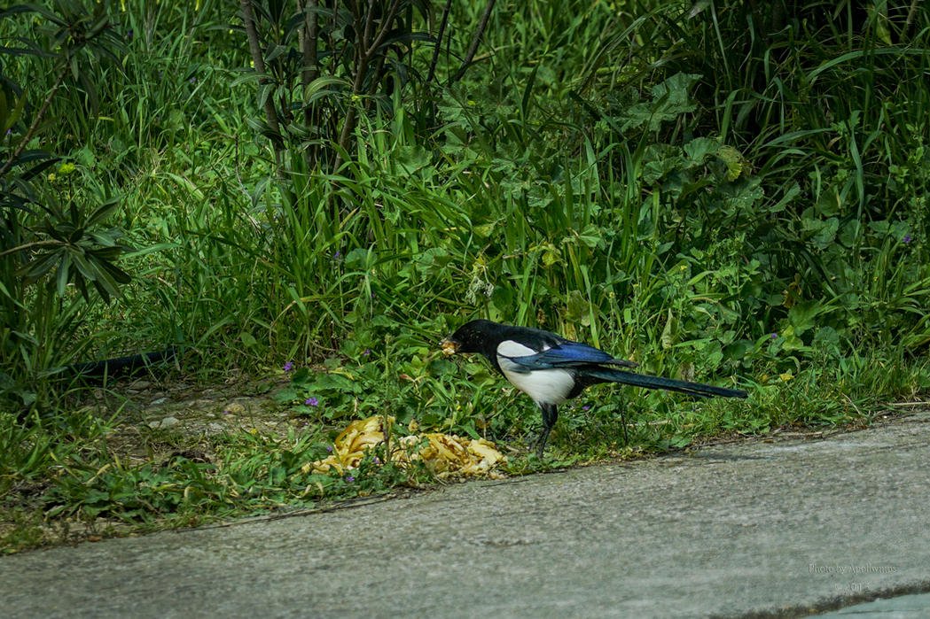 animals_DSC87152.jpg animals_DSC87152.jpg