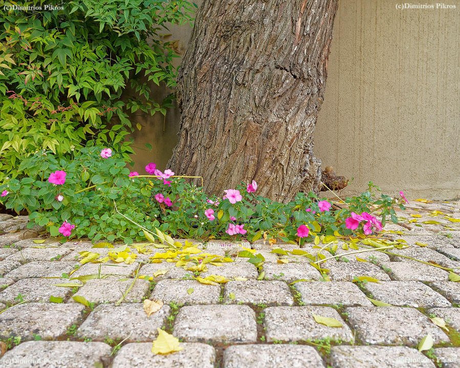 _A180014_DxO_R1 - Copy_MS.jpg