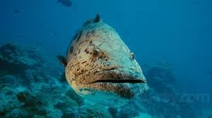 ΓΒΈΓΒ± ΓΖΓΒ΅ ΓΒ΄ΓΒ±ΓΒ³ΓΒΊΓΒ±ΓΖΓβ°!.jpg