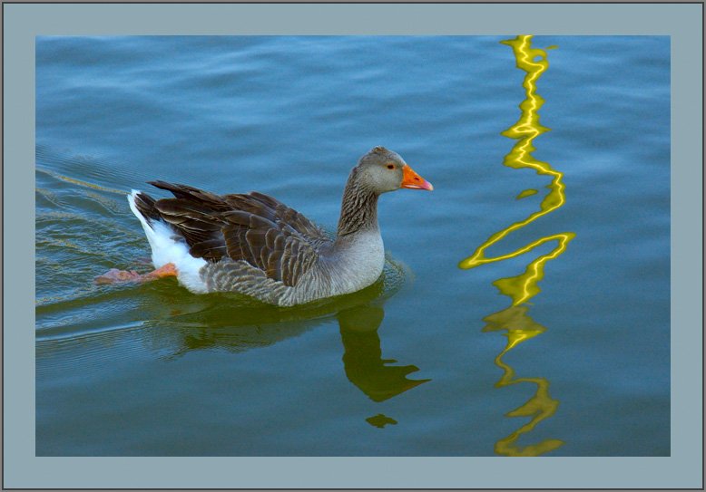 aduckonthefinishline.jpg