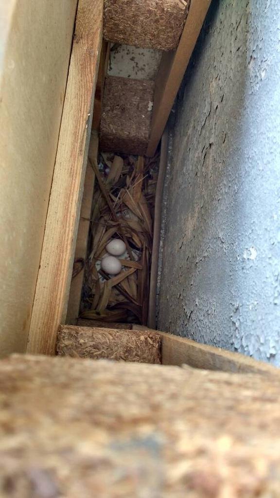 IMG_20170524_152420678_HDR.jpg IMG_20170524_152420678_HDR.jpg