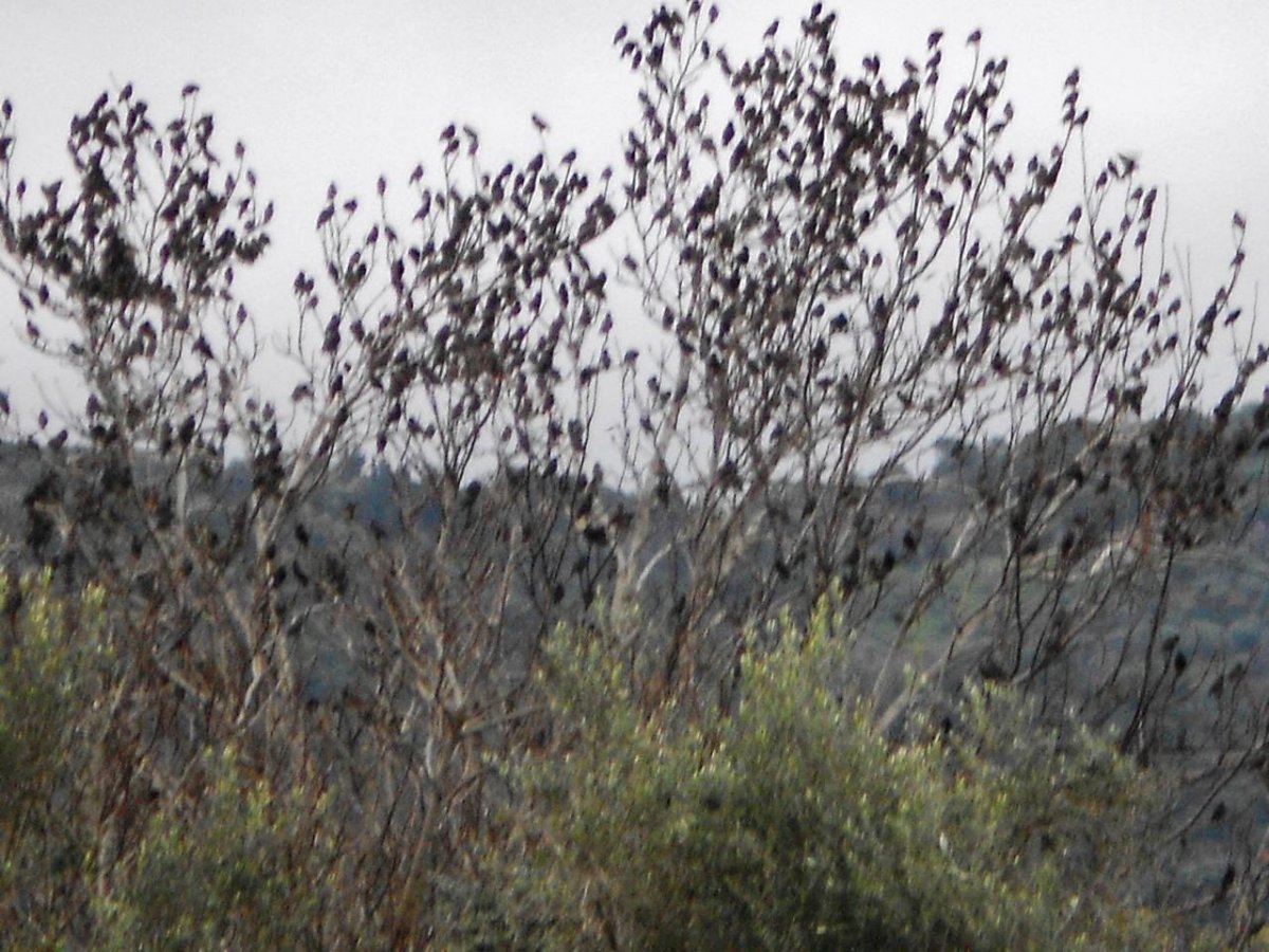 DSCN1593 (Large).jpg