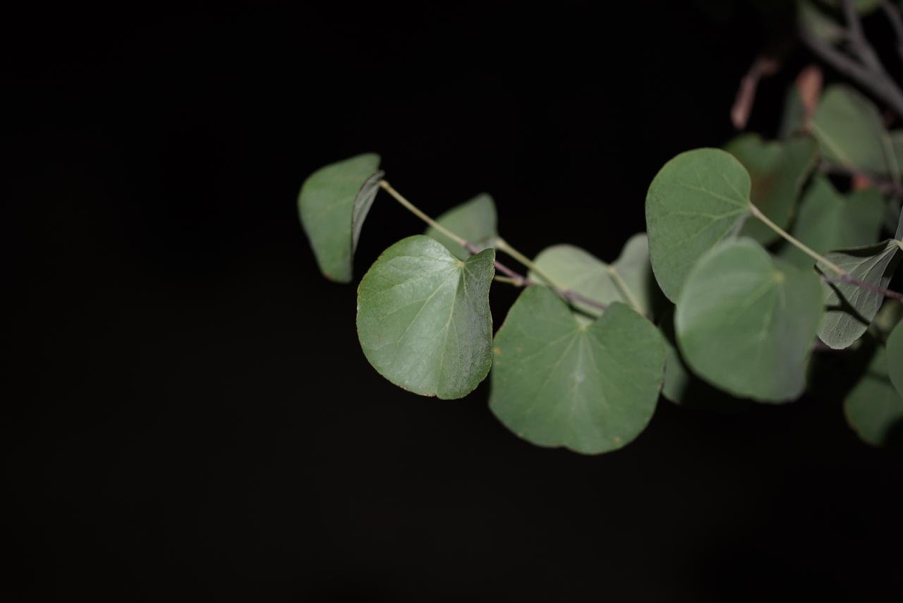 tree leaves_DSC09957.jpg