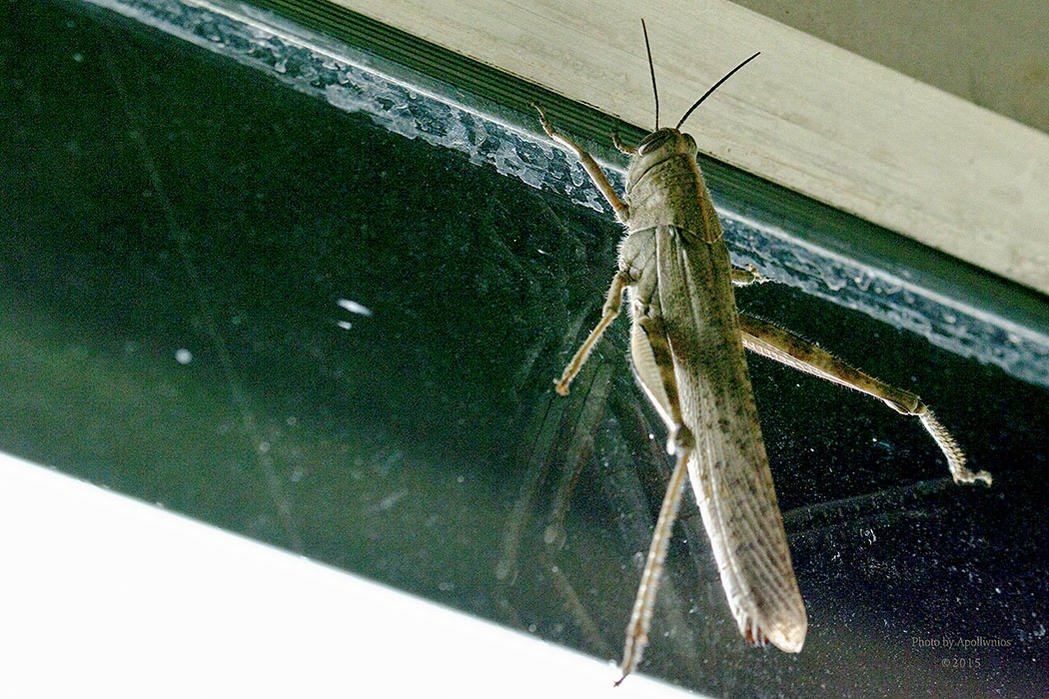 akrida_DSC0892.jpg akrida_DSC0892.jpg