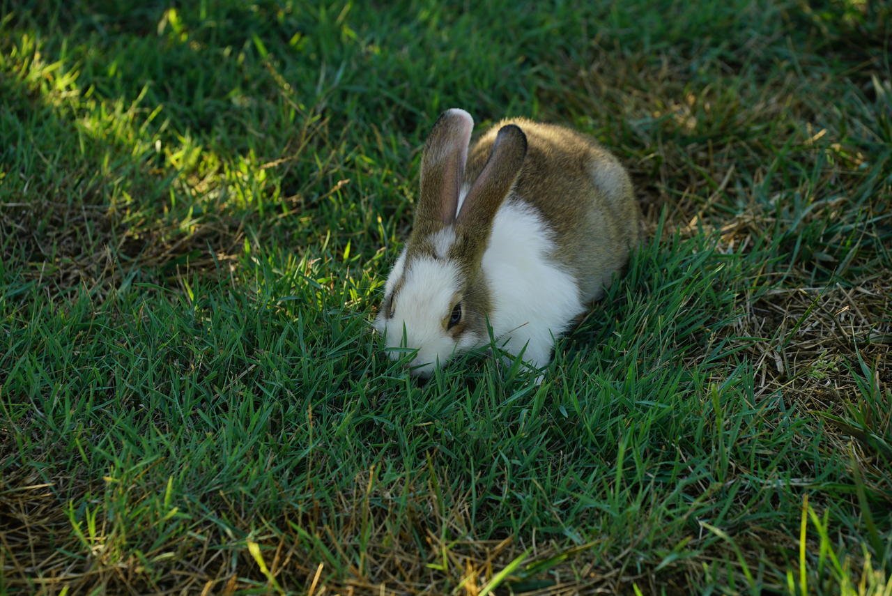 bunny_original_jpg_DSC00172.jpg