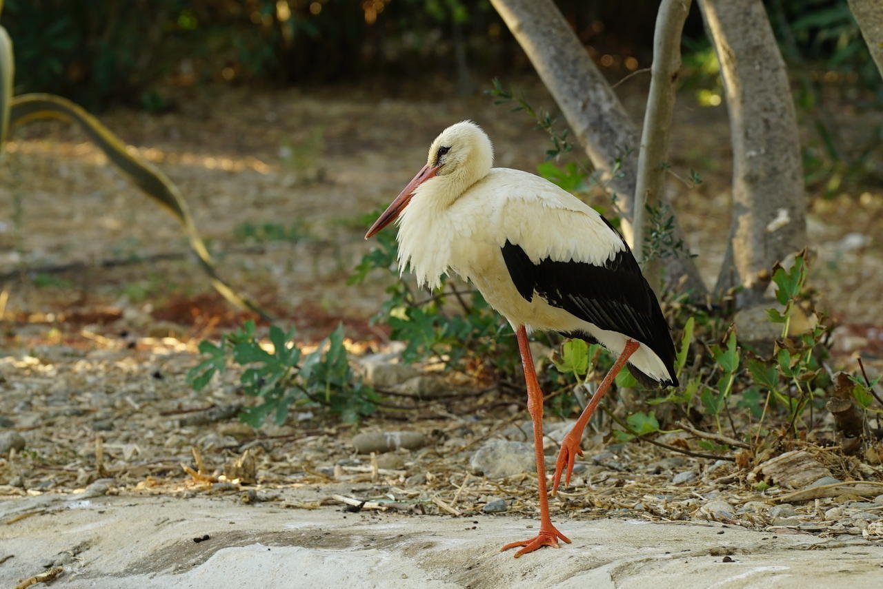 stork _DSC00343 (1).jpg