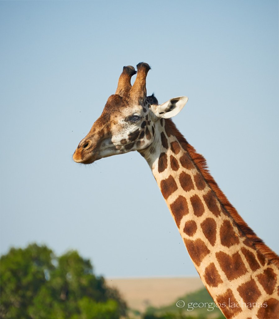giraffe 1.jpg