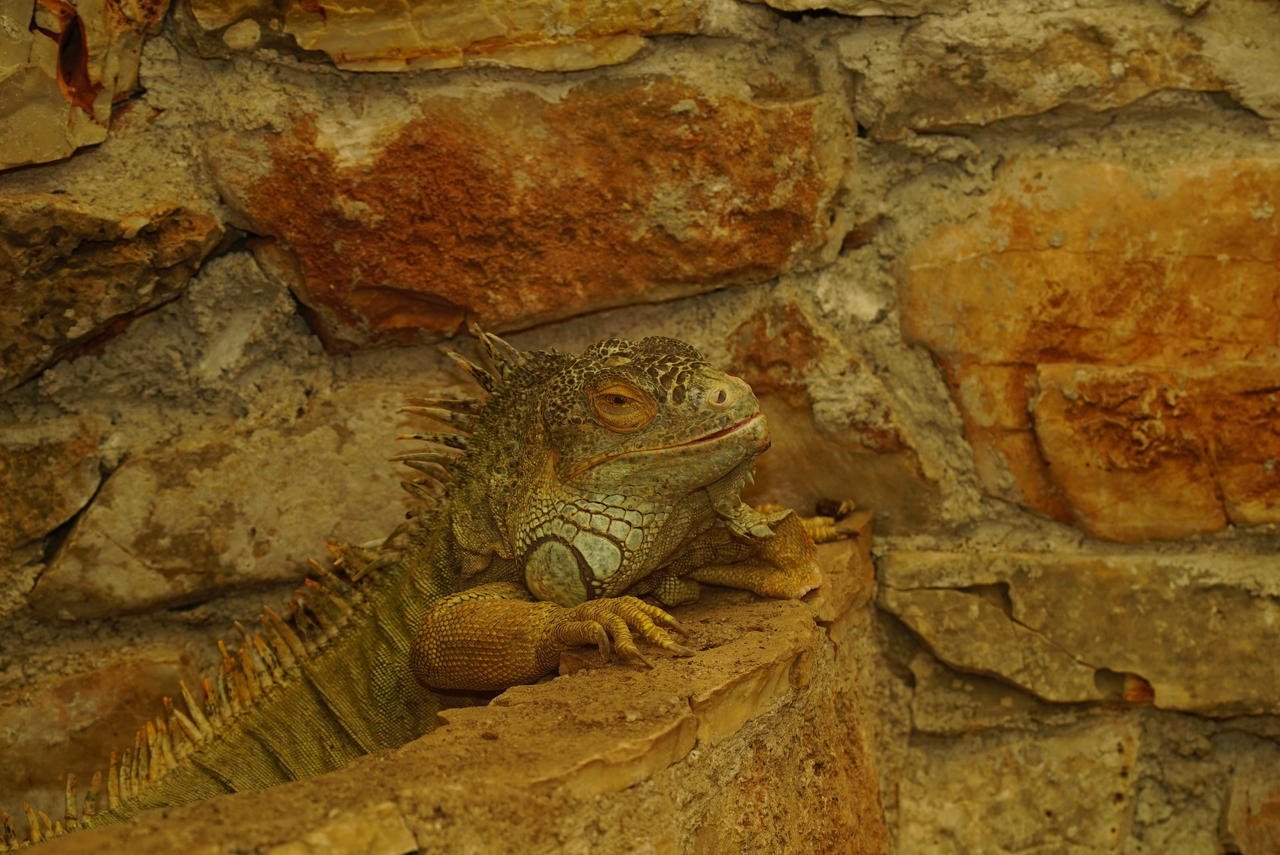iguana_DSC00270.jpg