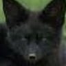 blackfox
